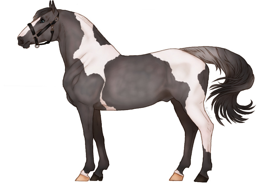 ◈ Cavall 046 ◈