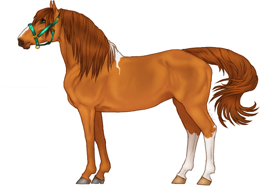 ◈ Cavall 055 ◈