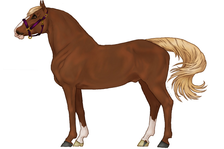 ◈ Cavall 048 ◈