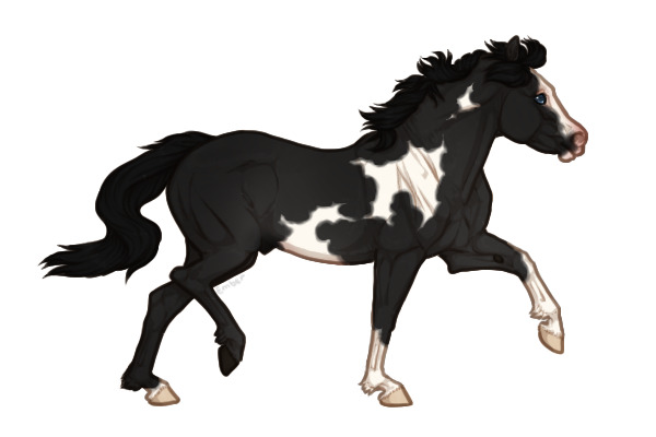 Ferox Welsh Pony #203 - Black Overo