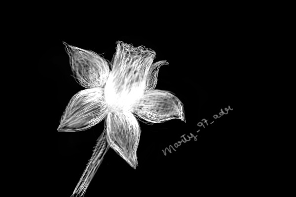White Narcisuss