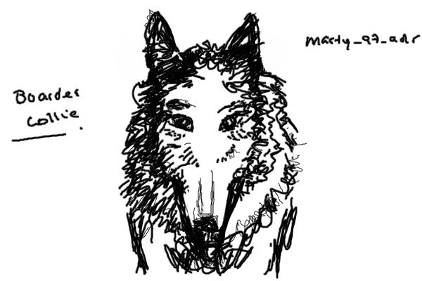 Boarder Collie Sketch