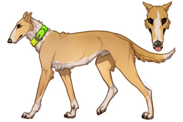 Pyrenean Wolfhound #51