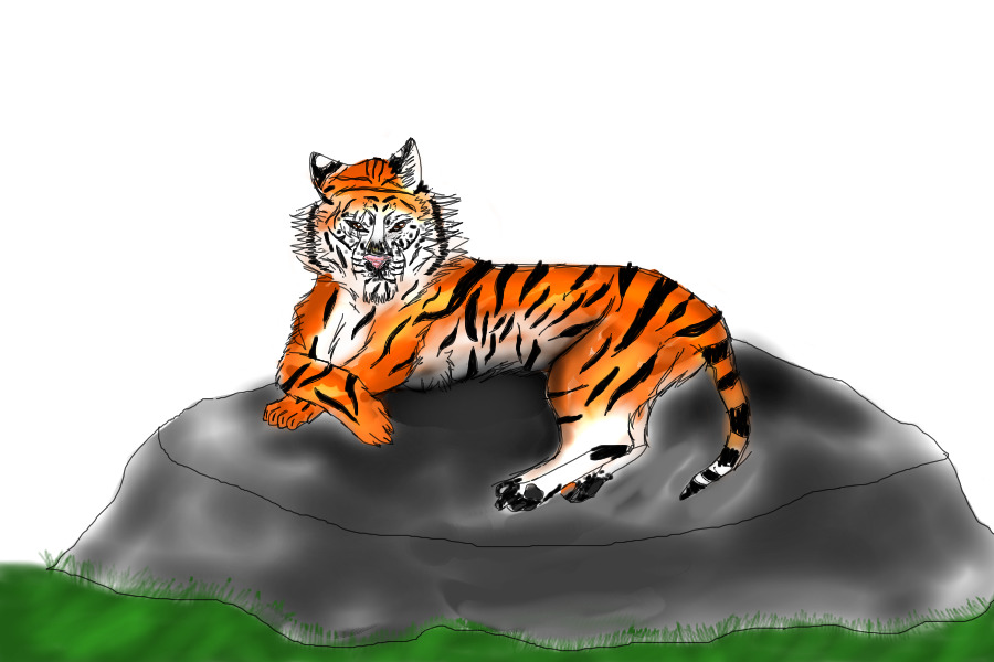 A Tiger on a Rock.