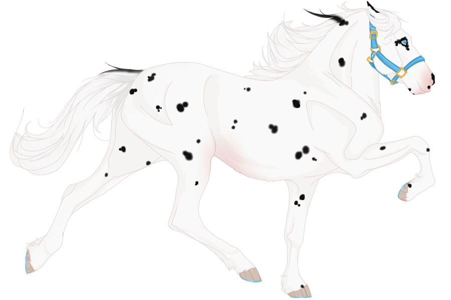 #7080 Black Leopard Appaloosa