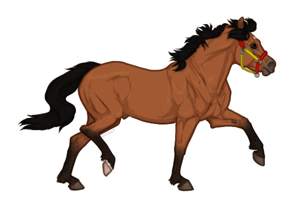 Ferox Welsh Pony #252 - Bay