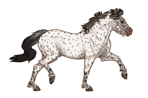 Ferox Welsh Pony #253 - Grullo Leopard