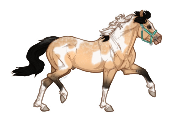 Ferox Welsh Pony #256 -  Buckskin Pintaloosa