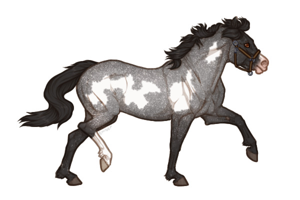 Ferox Welsh Pony #258 - Blue Roan Overo