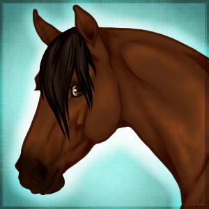 Kojak the Nord Cavall