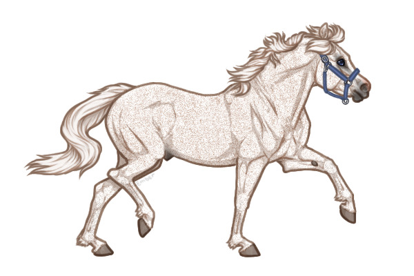 Ferox Welsh Pony #262 - Fleabitten Grey