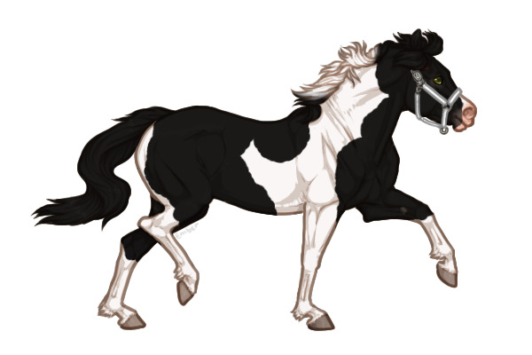 Ferox Welsh Pony #265 - Black Tobiano