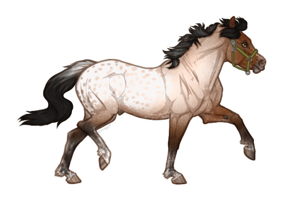Ferox Welsh Pony #274 - Bay Roan Extended Blanket