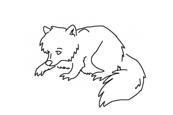 Raccoon