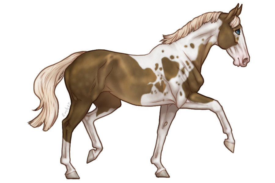 entry five - chocolate palomino tobiano + cattracks