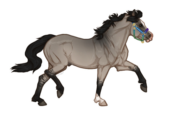 Ferox Welsh Pony #287 - Grullo