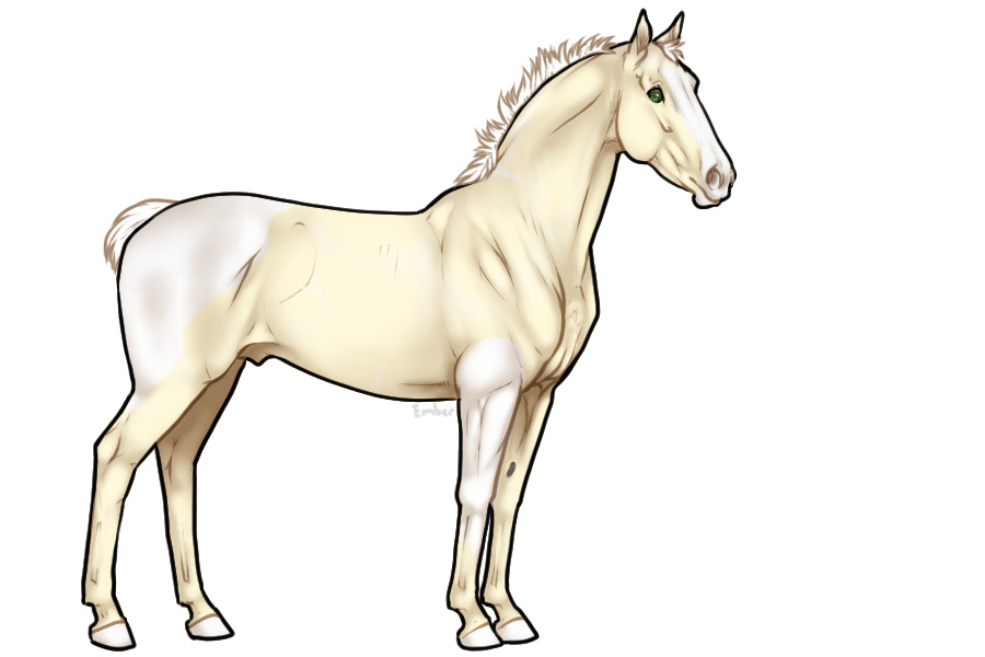 Calypso, the horse in my dreams