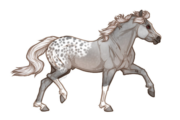 Ferox Welsh Pony #334 - Silver Grey Appaloosa