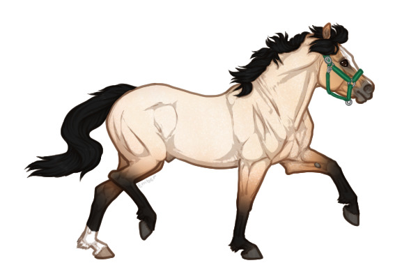 Ferox Welsh Pony #339 - Buckskin Roan