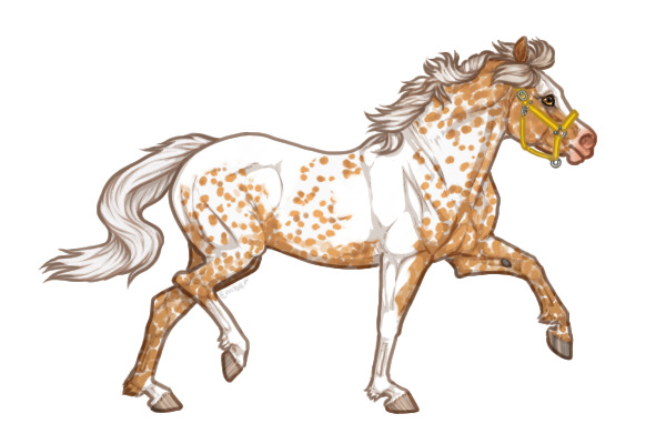 Ferox Welsh Pony #344 - Palomino Pintaloosa