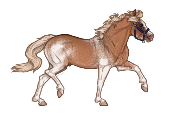 Ferox Welsh Pony #345 - Flaxen Red Dun Sabino