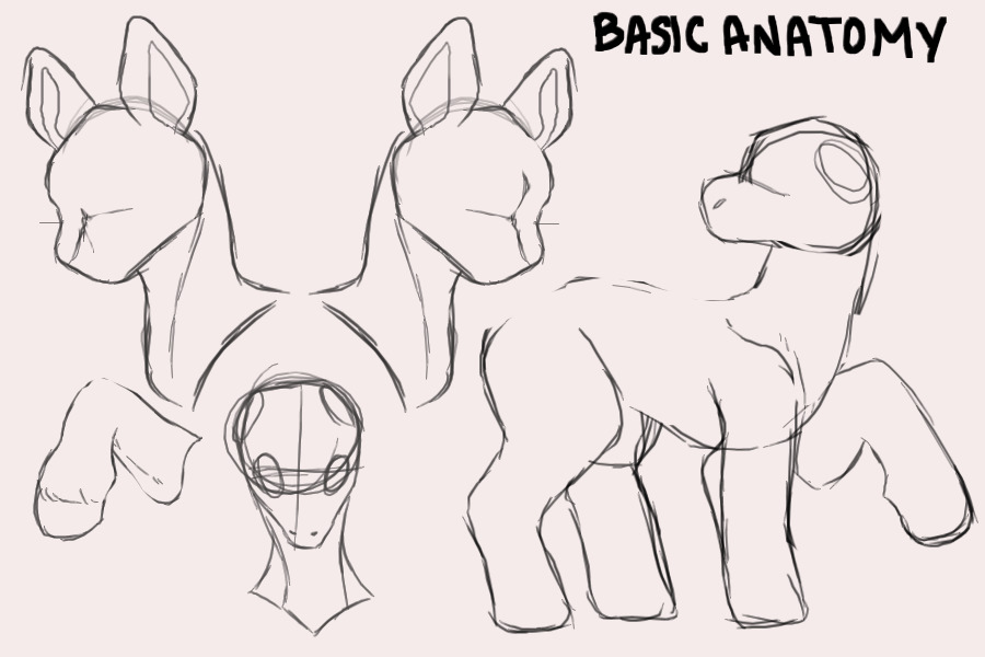 Basic Anatomy of Ponies