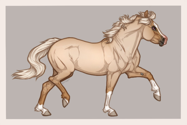 Ferox Welsh Pony #353 - Dunalino
