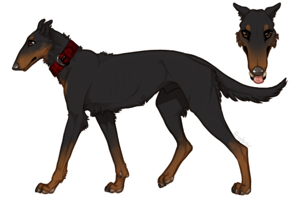 Pyrenean Wolfhound #115