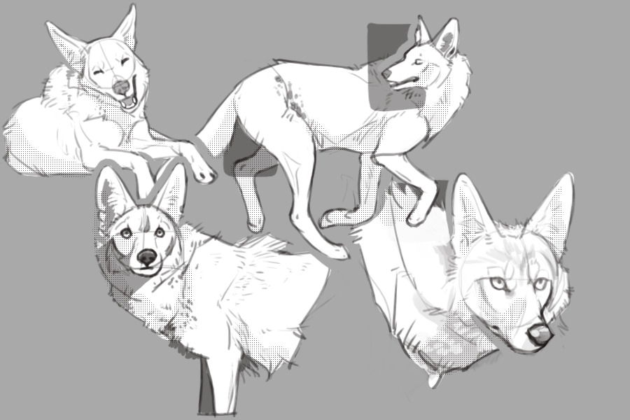 coyote studies