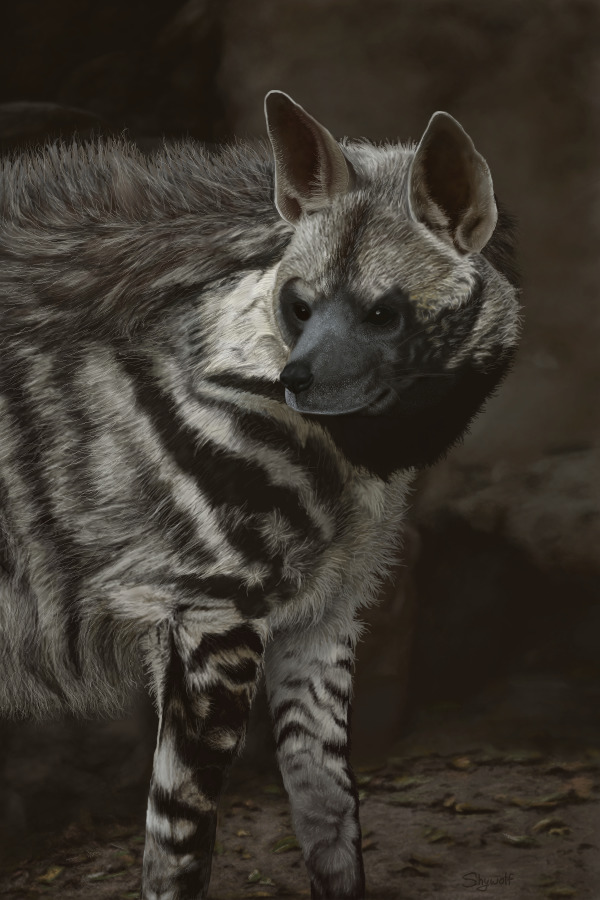 Striped Hyena