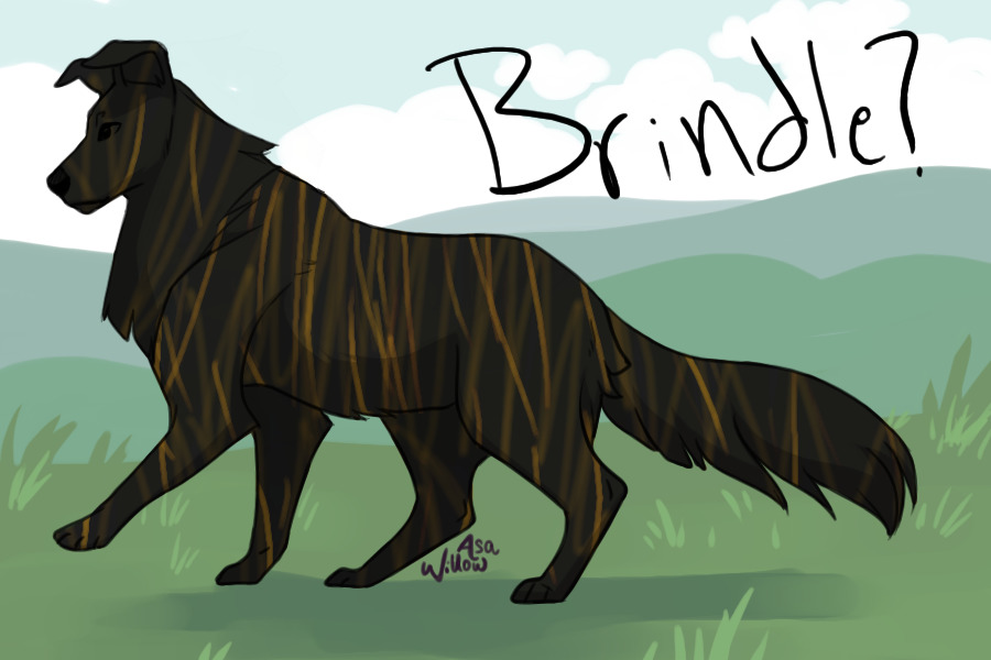 Brindle?