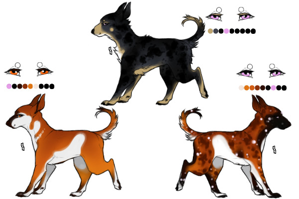 Senegal Hound Breeding : 048 - 050