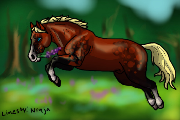 Bay pony