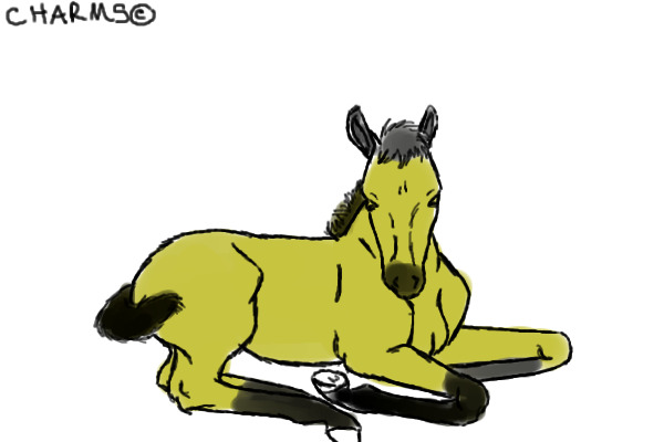 Buckskin foal