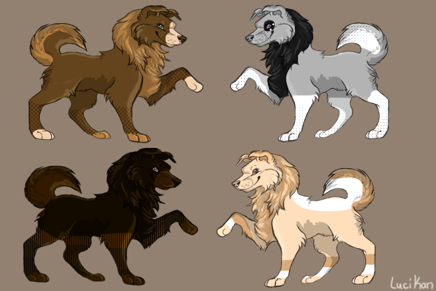 4/4 Open Natural Collie Adopts