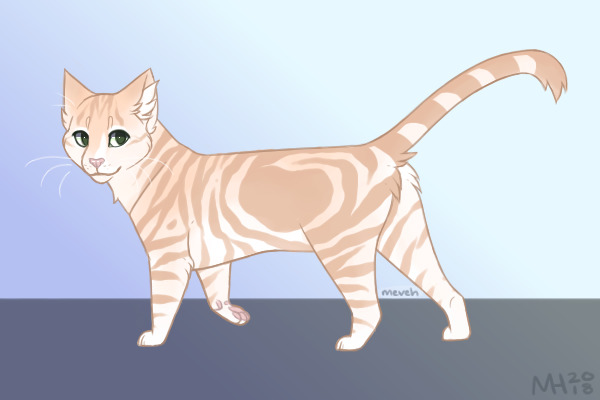Cream Tabby Cat | Adopted