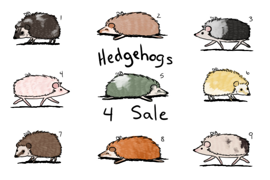 Some Adoptable Hedgehogs