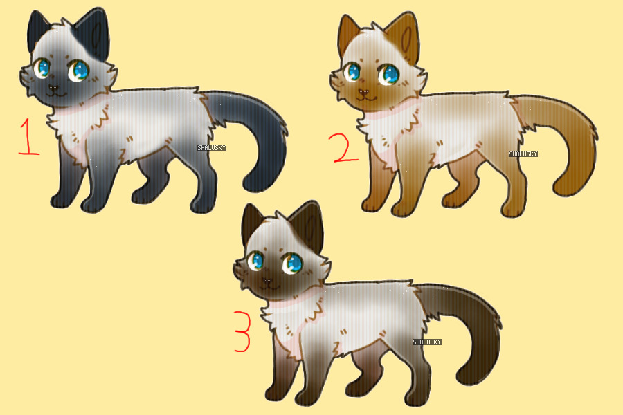 Siamese adopts (CLOSED)