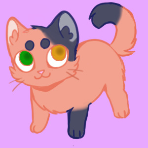 Kitty,,,,