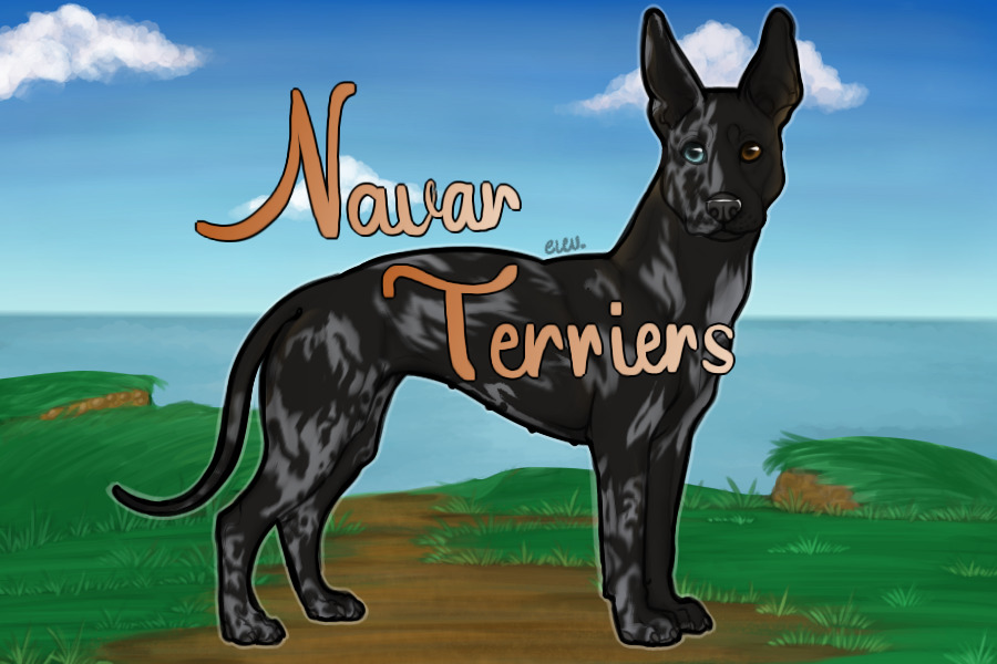 Navar terriers.  - marks open -
