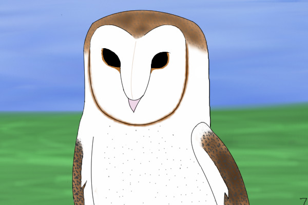 Barn Owl Headshot