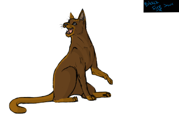 Cat Color