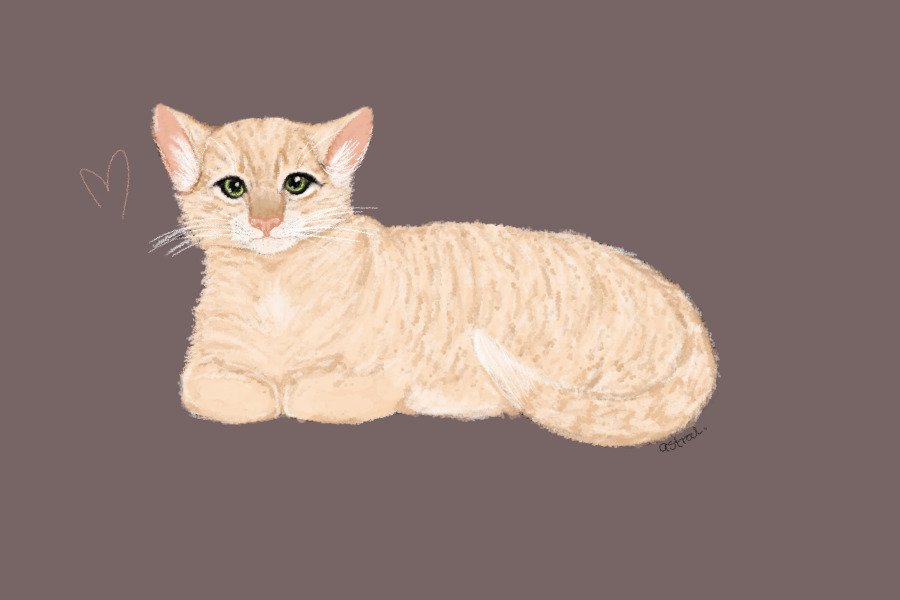 kittle cat