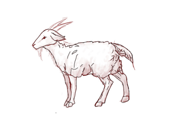 Geep ewe with sketch