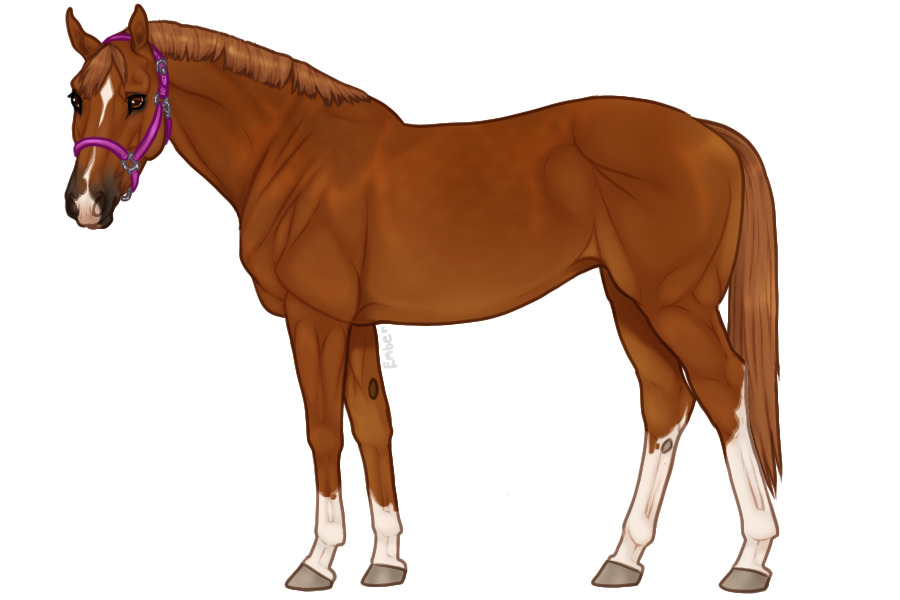 Euphorian Thoroughbred #637