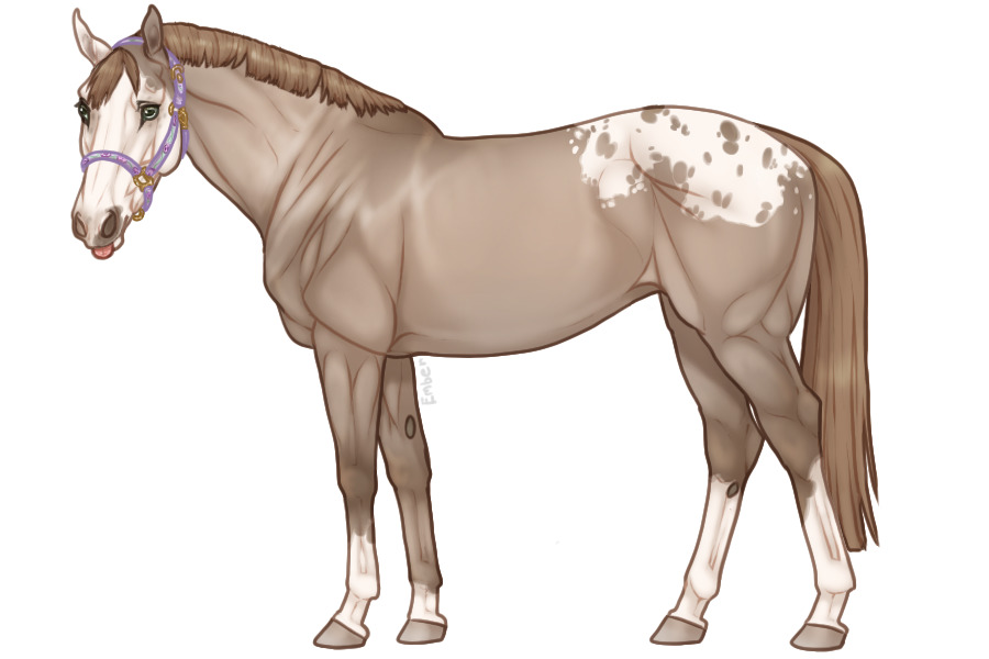 Euphorian Thoroughbred #638