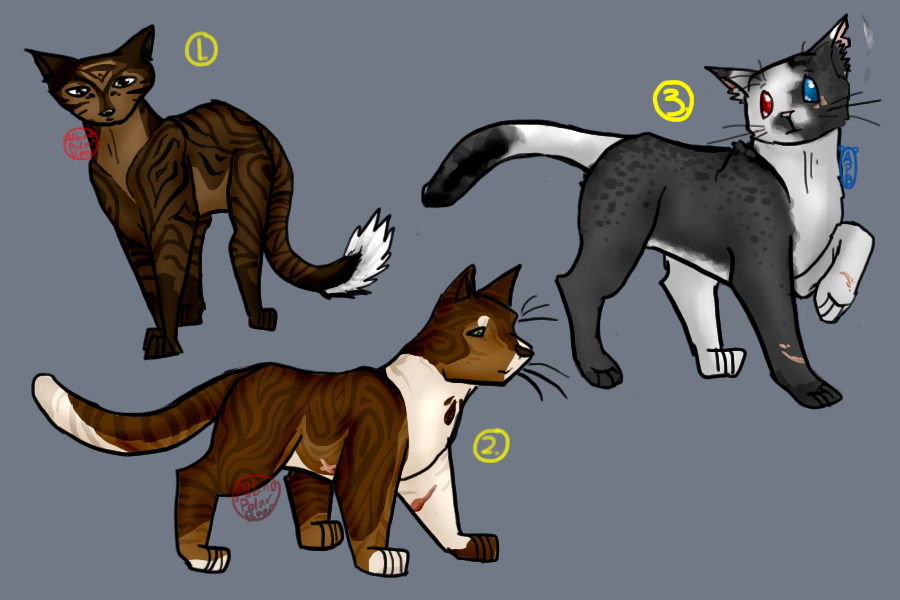 New warrior cats