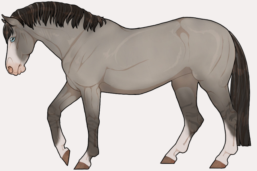 grullo/grulla/black dun/blue dun horse