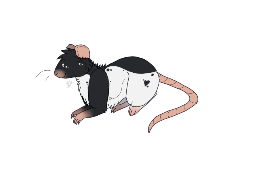 Rat!