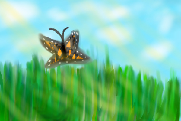Random butterfly picture
